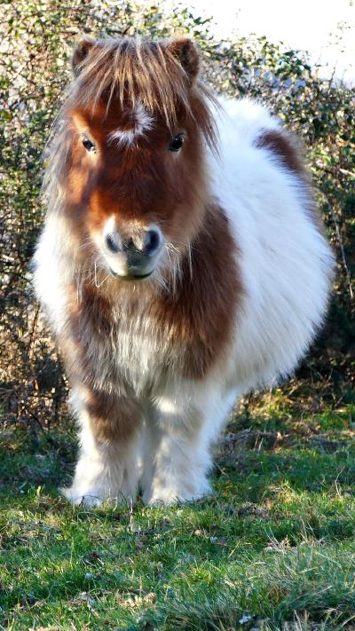 Wohnmobil Saint-Jean-Pied-de-Port Col-de-Ispegny Gorramakil Pottok-Ponys Baskenland